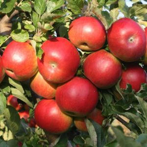 sadnice jabuke ajdared