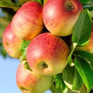 sadnice jabuke fudzi