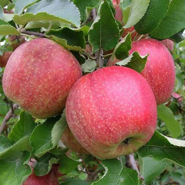 sadnice jabuke jonagold