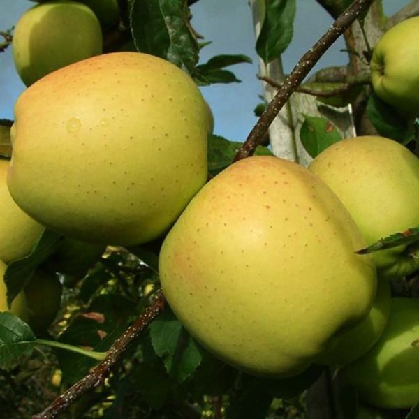 sadnice jabuke rajnders