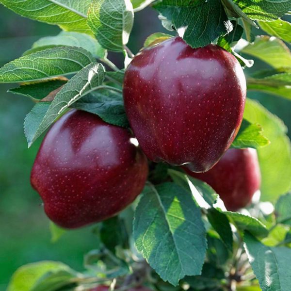 sadnice jabuke red čif