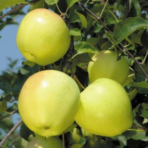 sadnice jabuke zlatni delises