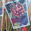 stablasica samba 012