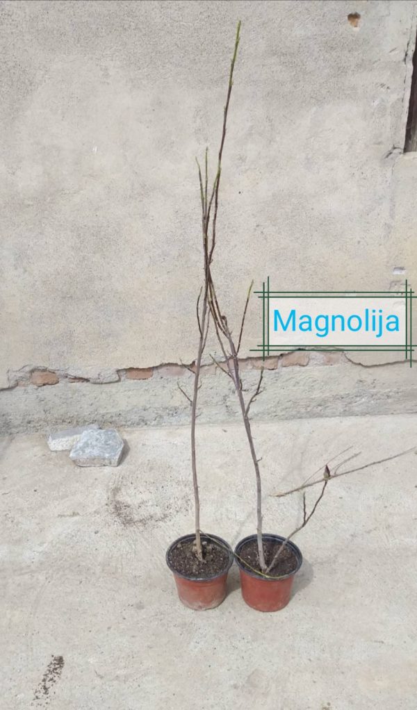 Magnolija sadnica