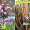 Stablašica dvobojna roze bela