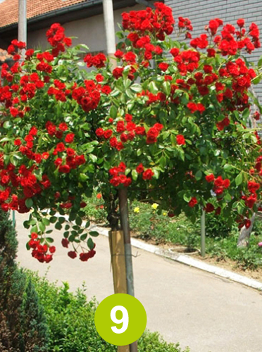 Ruza stablasica crvena sitna
