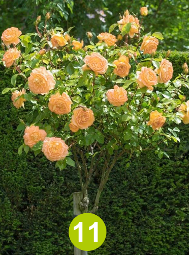 Ruza stablasica svetlo narandžasta