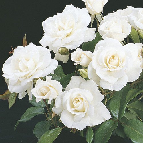 Ruže polijante mnogocvetnice bela