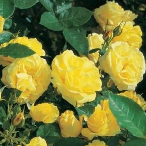 Ruže polijante mnogocvetnice žuta