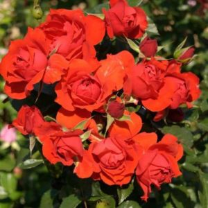 Ruže polijante mnogocvetnice crvene