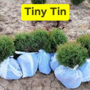 Mini tuja Tiny Tim