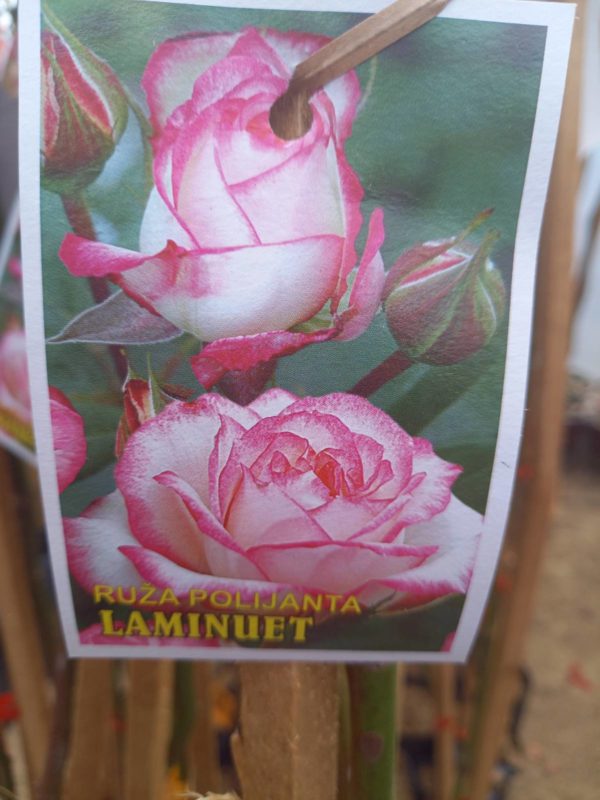 Ruža stablašica kuglasta Double Laminuet