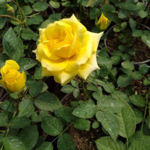 mini ruže žute