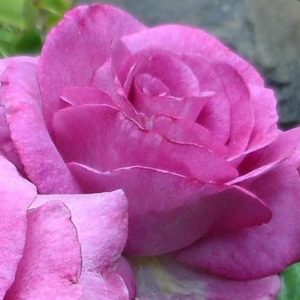 Ruža Čajevka Lila