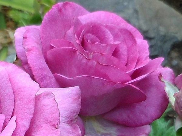 Ruža Čajevka Lila