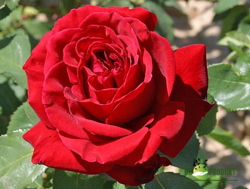 Ruža Čajevka Crvena