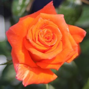 Ruža Čajevka Narandžasta