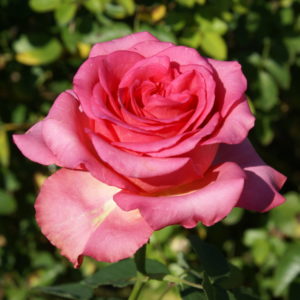 ruza cajevka roze