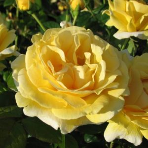 Ruža Čajevka Žuta