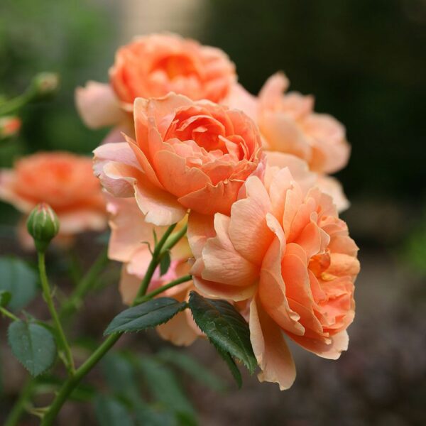 Ruže Polijante ili Mnogocvetnice Narandžasta