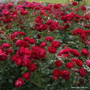 Ruže Polijante ili Mnogocvetnice Bordo