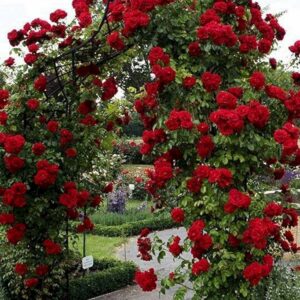 Ruže Puzavice Bordo