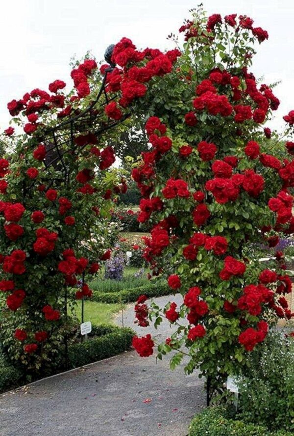 Ruže Puzavice Bordo