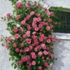 Ruže Puzavice Roze