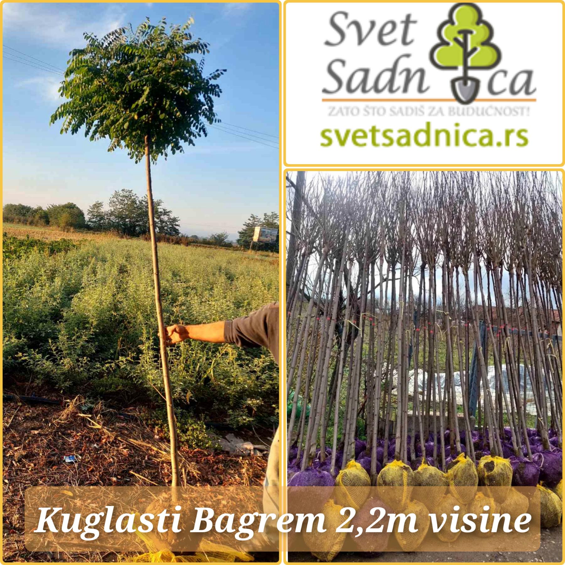 Kuglasti Bagrem 101024 baner