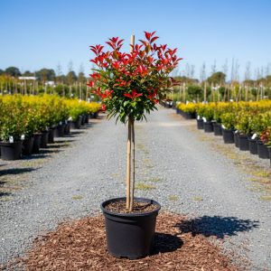 fotinija na stapu 80cm