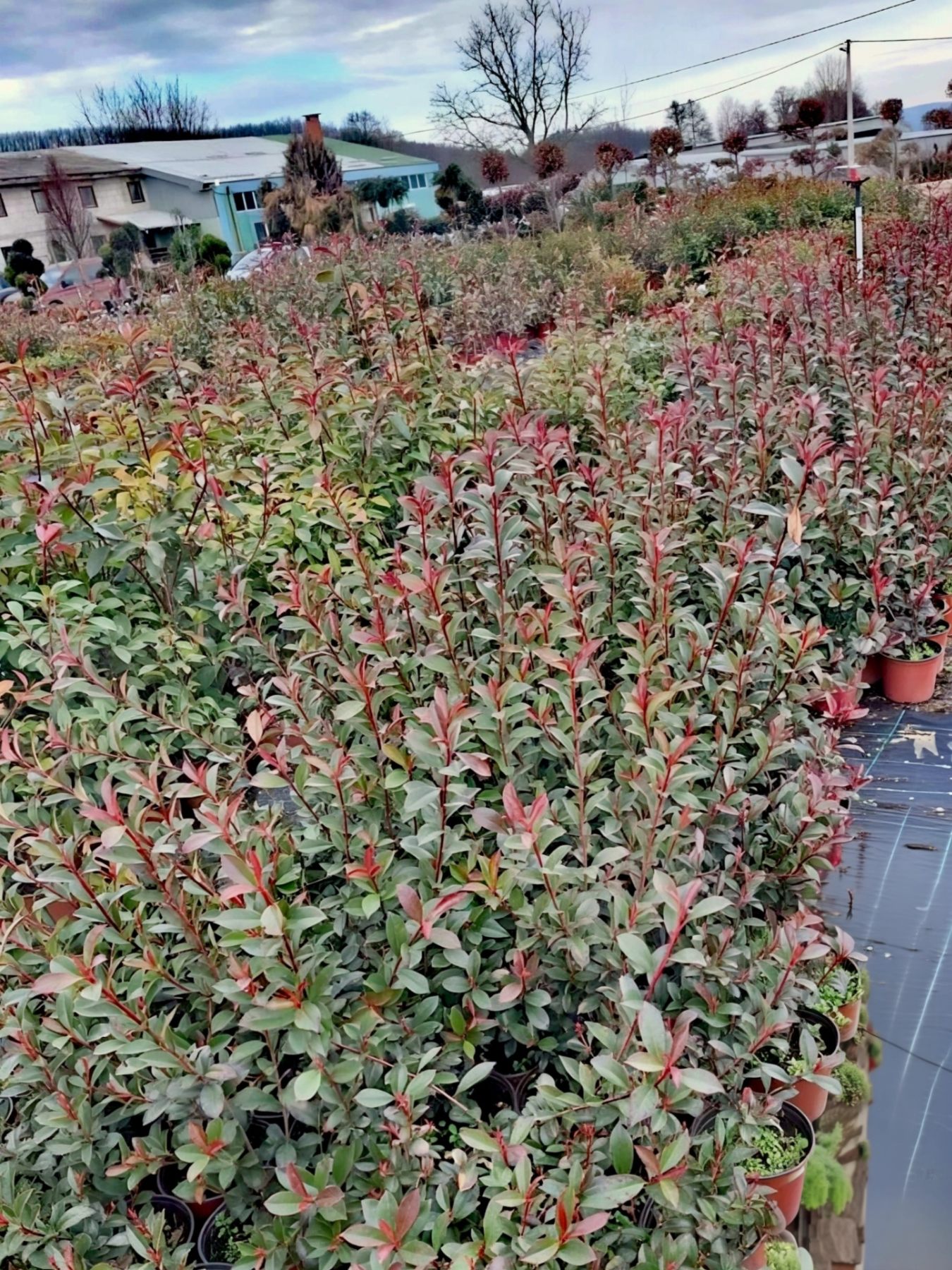 Fotinija 50 do 70 cm