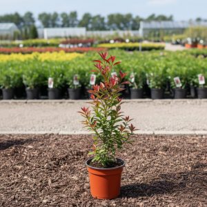 sadnice fotinije 50cm