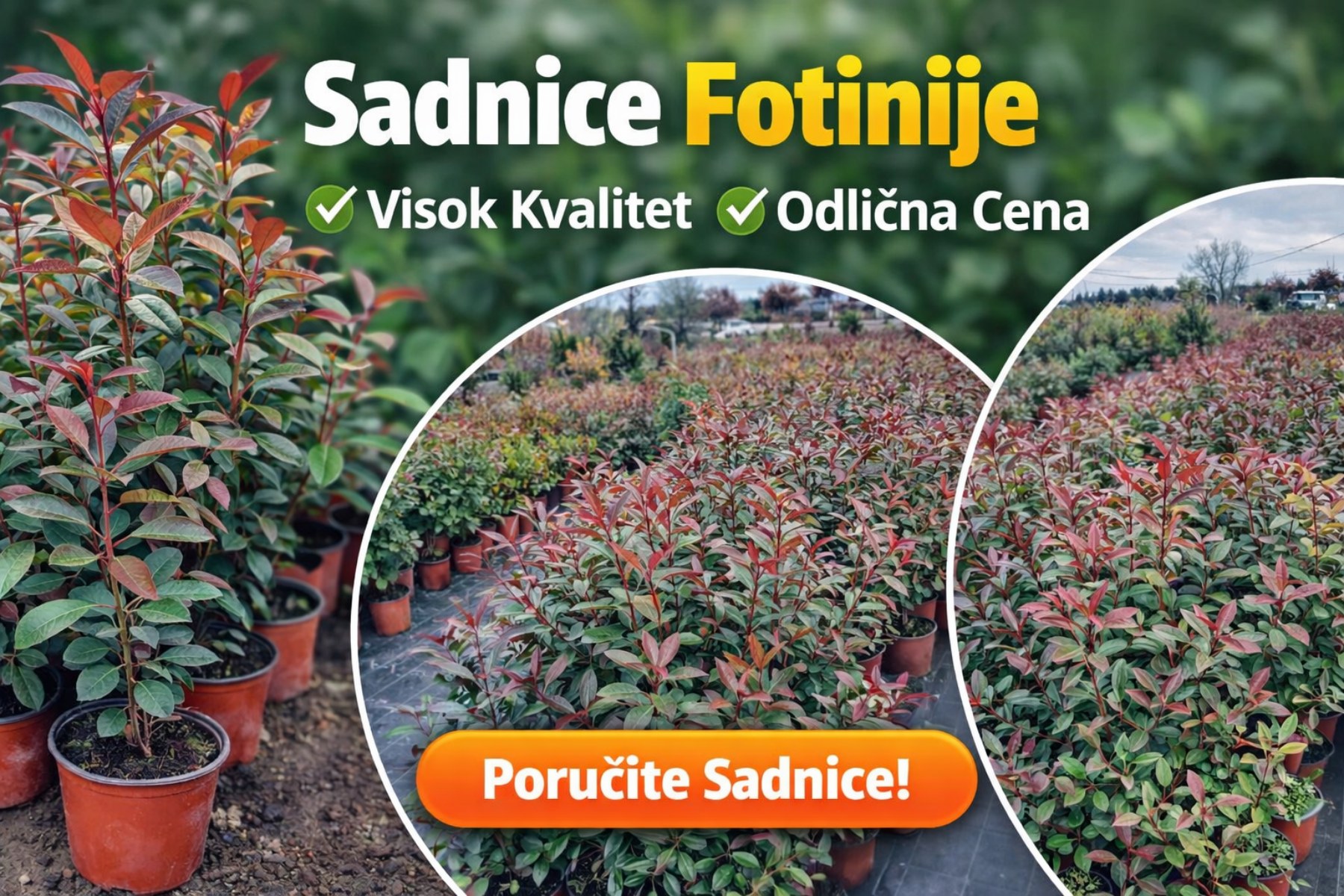 fotinija baner fotinija baner