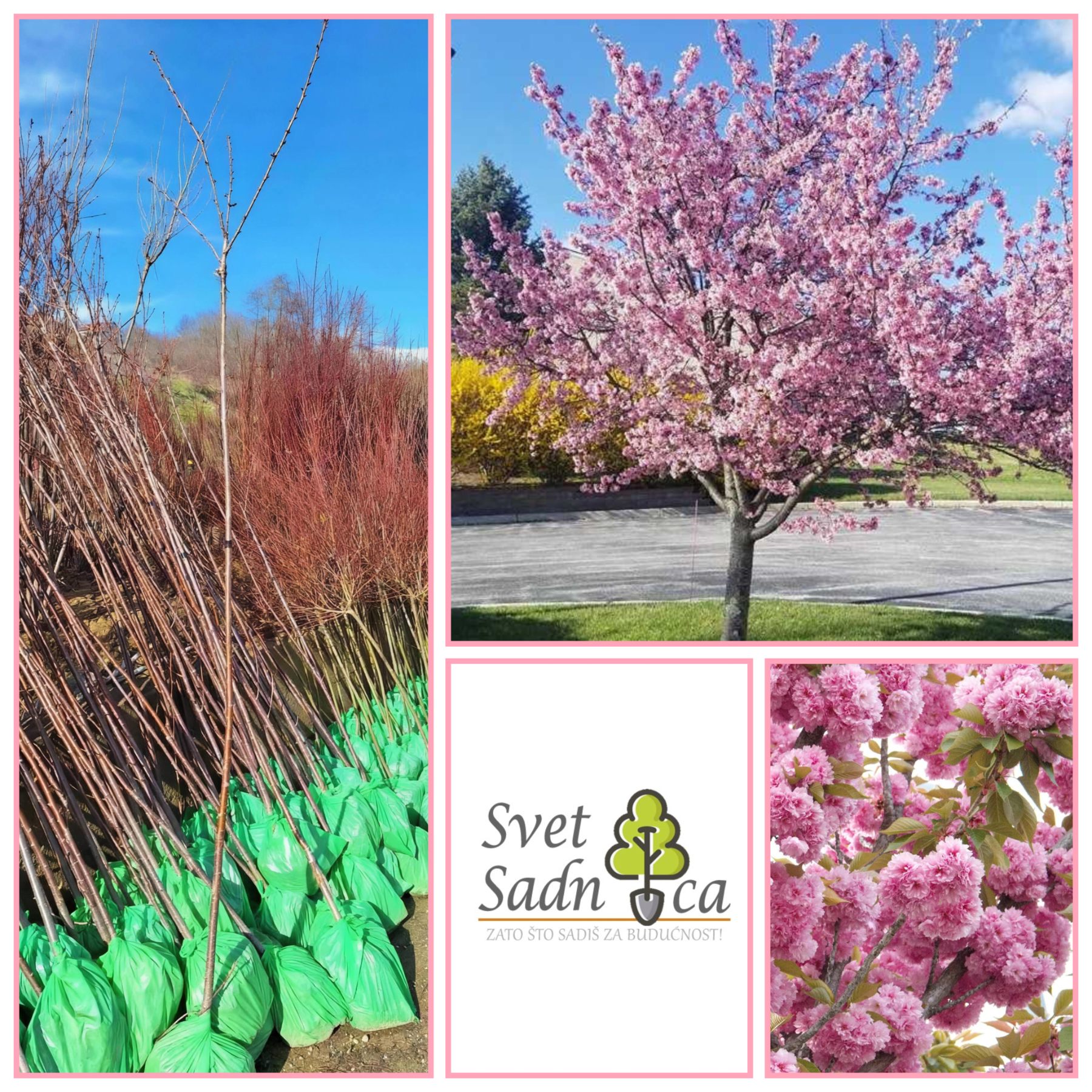 japanska tresnja baner japanska tresnja baner