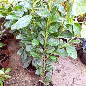 Lovor višnja 40-50cm