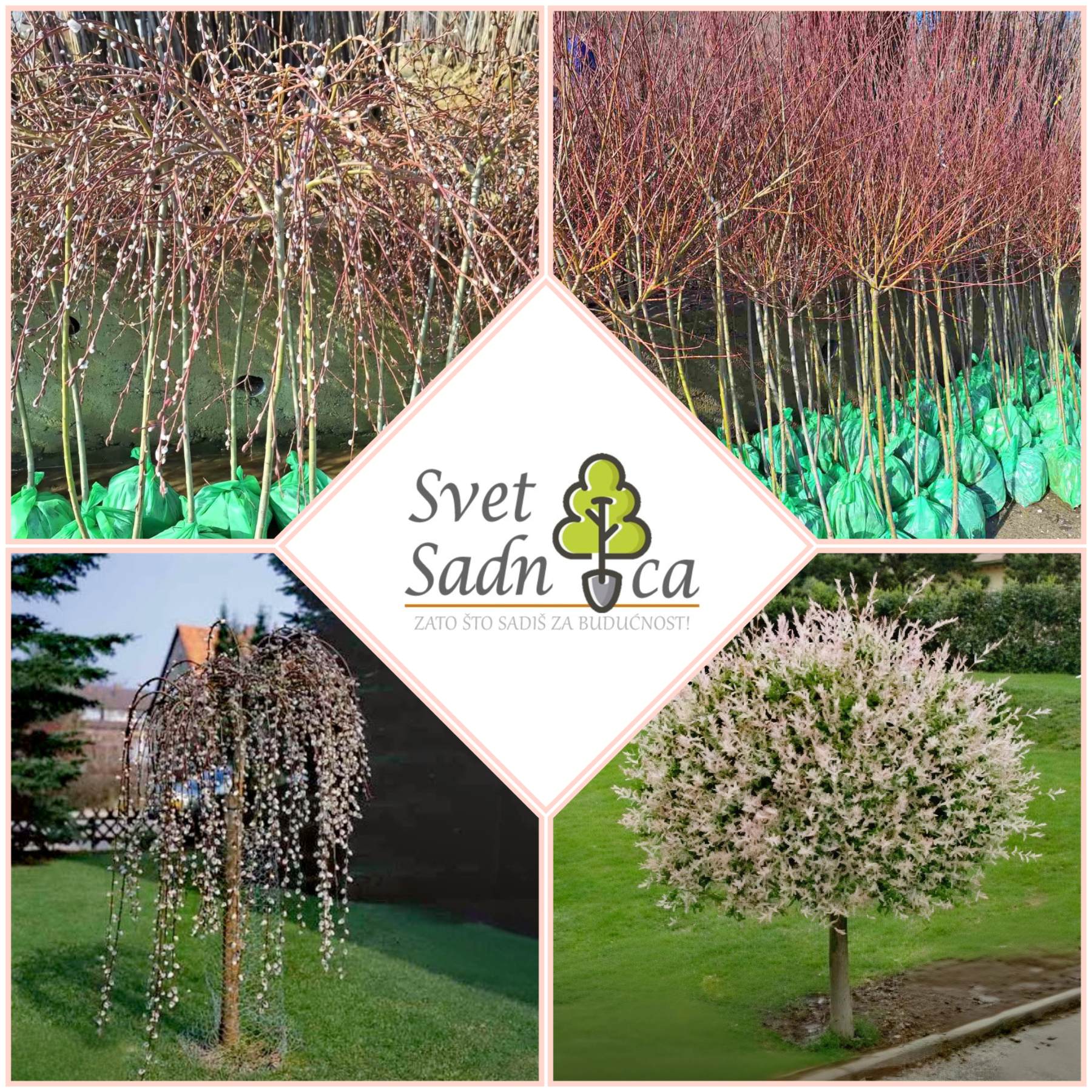 vrba baner vrba baner