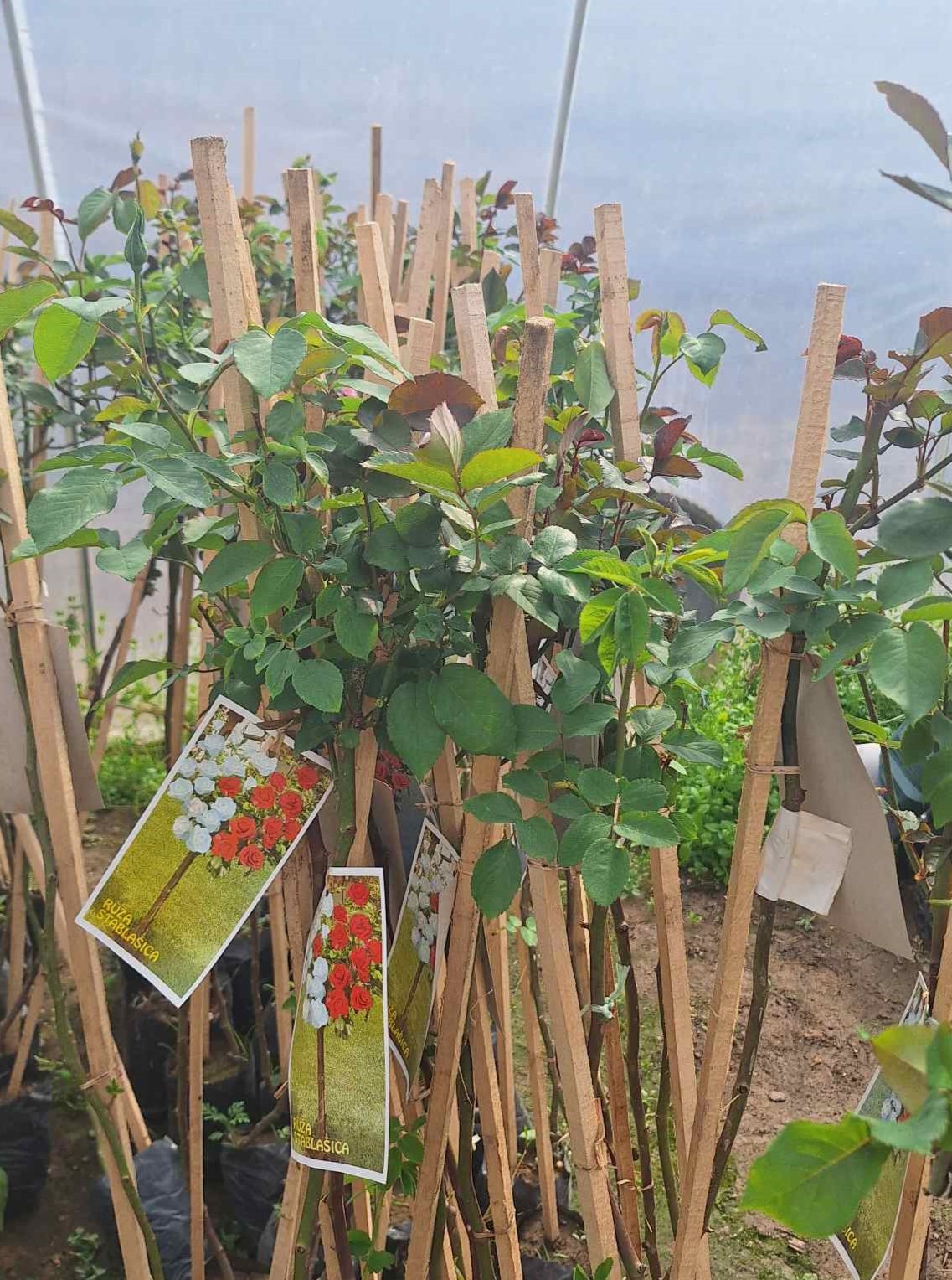 prodaja stablasica april prodaja stablasica april