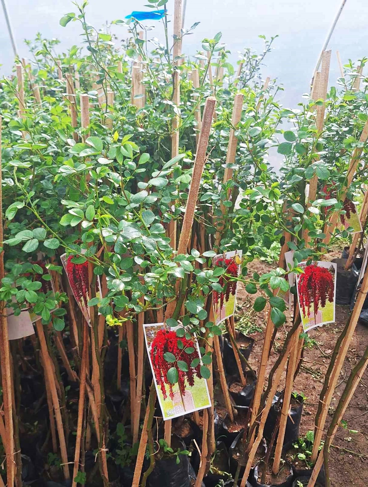 prodaja stablasica april prodaja stablasica april